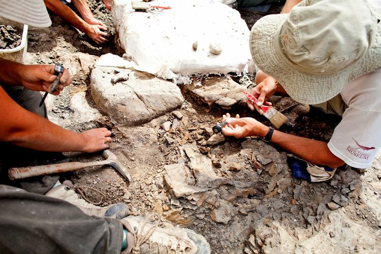 Археологи ранжируют находки по периодам, исходя из логики: если обломок кости нашли в более глубоких слоях, чем чей-то зуб, то кость относится к более раннему периоду?