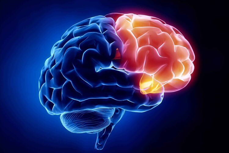 Посредством чего человеческий мозг «коммуницирует» с остальным организмом?