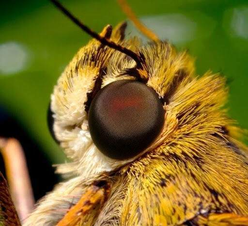 У какого насекомого есть 12 000 глаз?