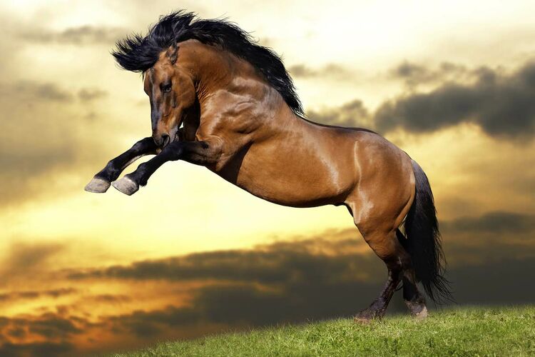 Что имеет в виду наездник, называя свою лошадь "гнедой"?