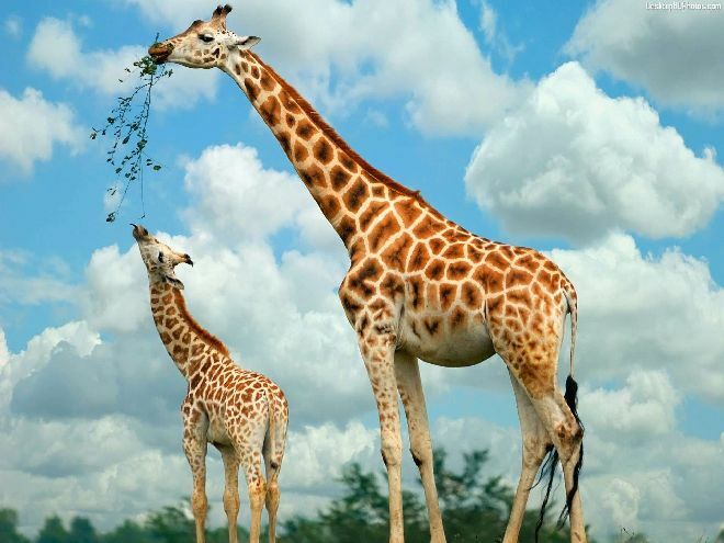 Жирафы спят стоя и их сон прерывается, чтобы убедиться в безопасности. Через какой промежуток происходит пробуждение?