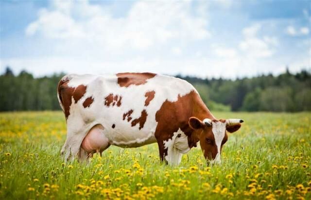 Сколько вариантов мычания может издавать корова?