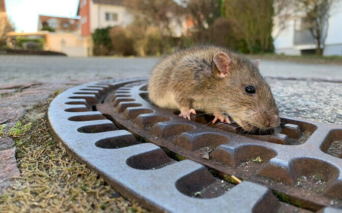 Могут ли крысы прогрызть железо и бетон?