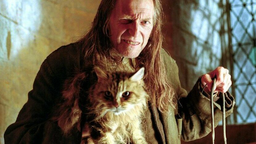 Как звали кошку завхоза Филча из романов о Гарри Поттере?