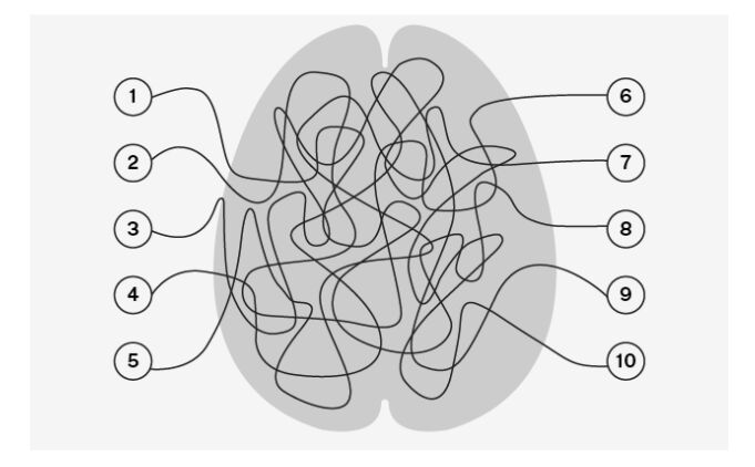 Помогите нейронам найти свои пары. Проследите их маршрут от правого полушария мозга к левому. Какие цифры соответствуют друг другу?