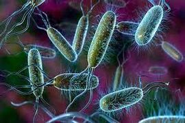 Биологический тест: Бактерии
