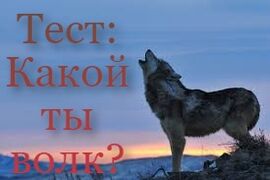 Тест: Какой ты волк?