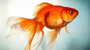 "Золотая рыбка" смогла бы исполнить один из ваших капризов. Кем бы вы хотели быть?