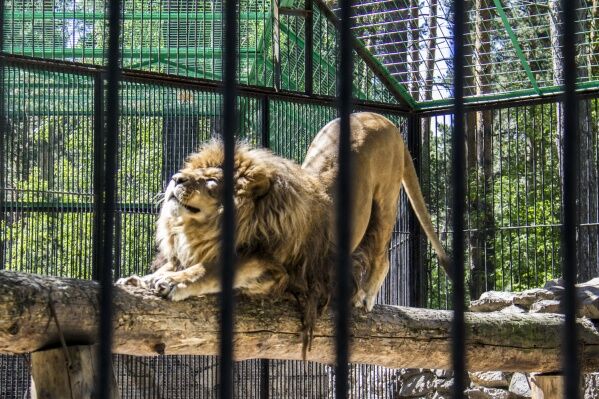 Вошел бы ты вместе с укротителем в клетку с тиграми или львами, если он тебя заверил, что это безопасно?