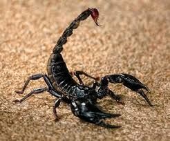 Какой из органов у скорпиона имеет форму клешней?