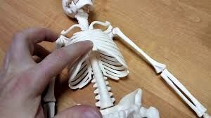 Какой из этих костей нет в теле человека?
