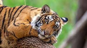 Бенгальский тигр – национальное животное Восточной Бенгалии. Но сама страна сейчас называется по-другому. Как именно?