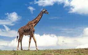 Какого цвета язык у жирафа? 