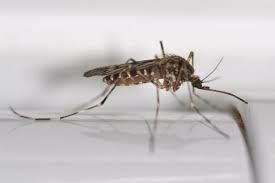 Какая болезнь передается комарами?