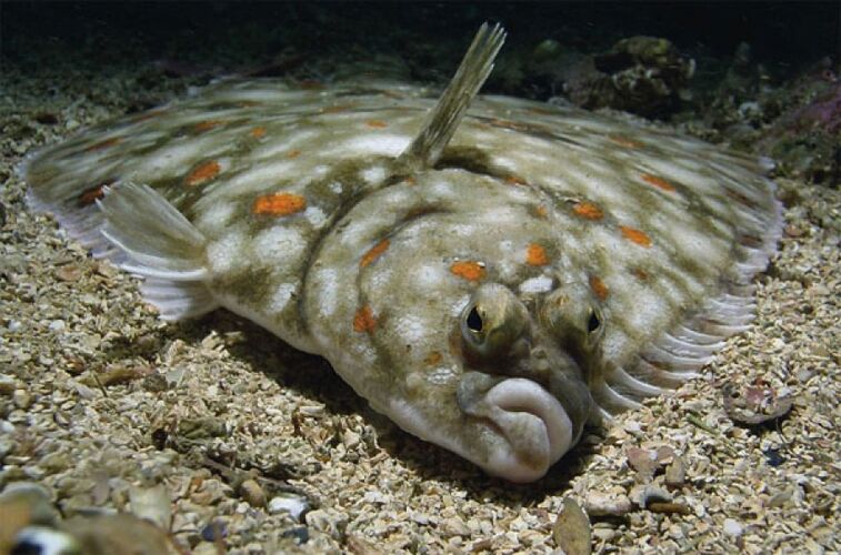У этой удивительной рыбы оба глаза находятся на одной стороне тела. Живёт она у самого дна и иногда даже зарывается в песок, высовывая на поверхность только глаза.