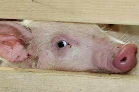 Ни для кого не секрет, что свиньи отличаются характерным пятачком. Для чего он им нужен?