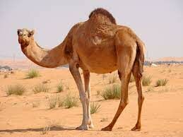  Известно, что верблюды — обитатели засушливых регионов. Сейчас есть три вида этих животных. Какого вида верблюдов не существует?
