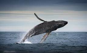 Какое млекопитающее является самым большим среди зубатых китов?