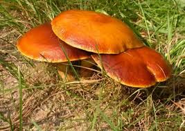 Какие из нижеперечисленных съедобных грибов являются хищниками, способными переваривать круглых червей?