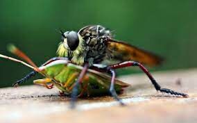 Как называют учёных, изучающих двукрылых насекомых?