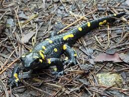 Является ли саламандра теплокровным животным?