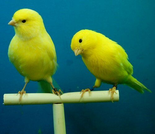 Этих миловидных птичек разводят в домашних условиях из-за их мелодичных песен...