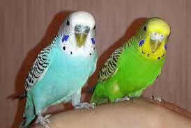 Эти попугайчики шумны и говорливы...