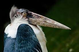 Правда ли, что птица из семейства аистовых Африканский марабу является падальщиком и хищником?