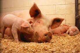 Почему свиньи имеют пристрастие к валянию в грязи?
