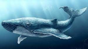  Как дословно в переводе с греческого звучит «кит»?