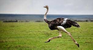 Как в переводе с греческого звучит научное название африканского страуса?