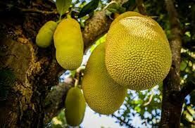   Это самые большие съедобные плоды, растущие на деревьях. Их вес может достигать 34 кг!