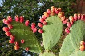 Этот фрукт растет на кактусе и покрыт колючками, как и само растение.