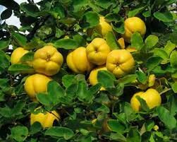   Это растение выращивается человеком в качестве плодового. Плоды культурных растений могут достигать двух килограммов.
