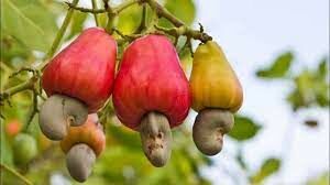   Это растение кроме вкусных орехов даёт ещё так называемые яблоки-кажу...