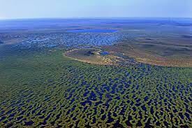   Васюганские болота — одни из самых крупных болот на Земле. В какой части России они располагаются?