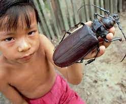 Как называется вид самых крупных в мире жуков?