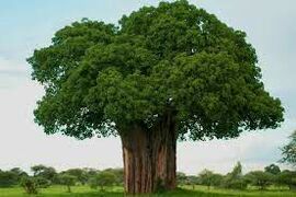 Что вы знаете о деревьях? Тест для любителей природы
