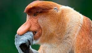 Носачи — удивительные обезьяны с большими носами. Они обитают на одном единственном острове. На каком?