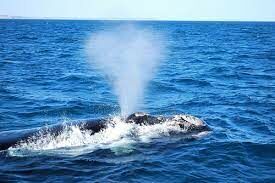 Как называется дыхательное отверстие, образующее фонтан у кита?