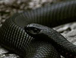Эта змея обитает в Австралии и считается самой опасной и ядовитой, как она называется?