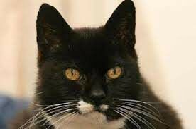   Почему кошка Крим Пафф, жившая в Америке, занесена в Книгу рекордов Гиннеса?