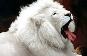 Известно, что львы иногда съедают некоторых новорождённых львят, почему они это делают?
