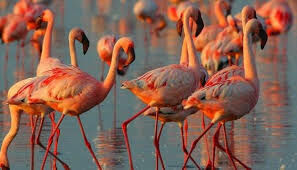 Фламинго — одни из немногих животных с необычным окрасом. Почему они розового цвета?