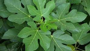 Согласно библейской легенде лист этого растения использовался Адамом и Евой для прикрытия своей наготы.