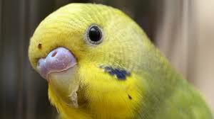 Сколько максимально слов может запомнить волнистый попугай?