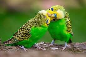 Какой окрас имеют все волнистые попугаи в природе?