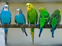   Сколько особей в стае попугаев?