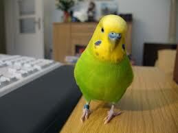  Во сколько раз меньше взрослого человека весит волнистый попугай?