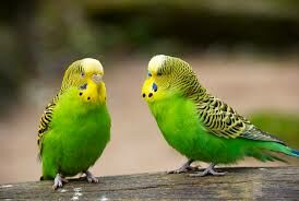В какое время года в природе попугаи могут размножаться?